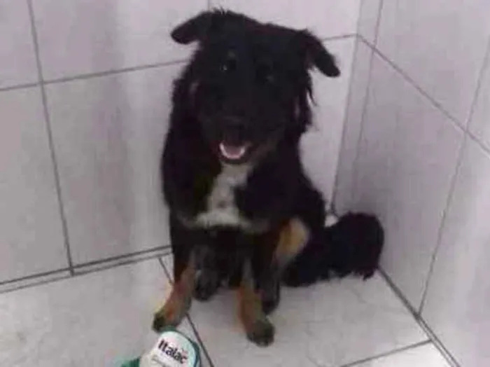 Cachorro ra a Indefinida idade 7 a 11 meses nome Dipper