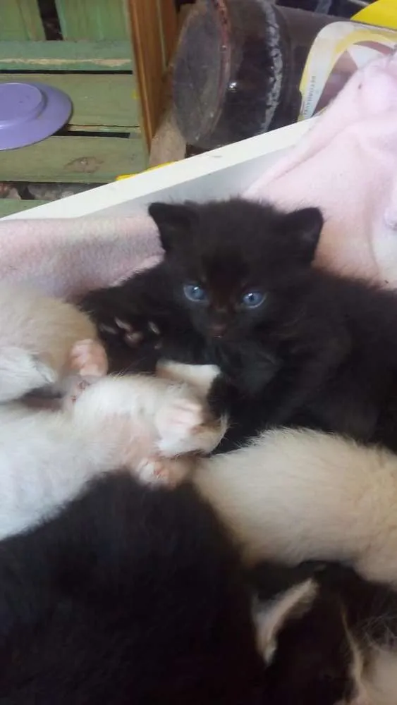 Gato ra a Vira lata idade 2 a 6 meses nome Ñ tem nomes ainda 