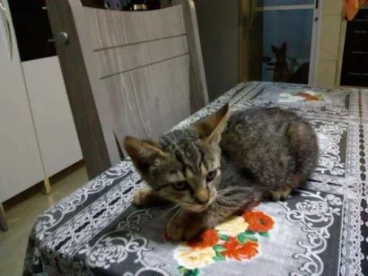 Gato raça Srd idade 2 a 6 meses nome Sem nome
