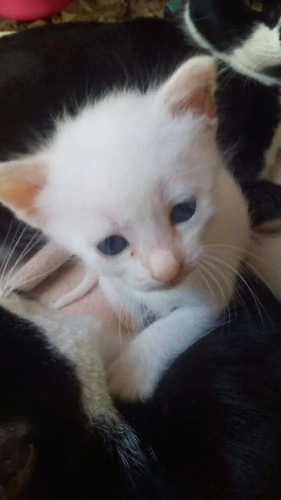 Gato ra a Vira lata idade 2 a 6 meses nome Ñ tem nomes ainda 