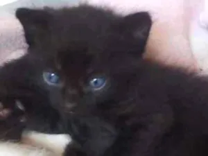 Gato raça Vira lata idade 2 a 6 meses nome Ñ tem nomes ainda 