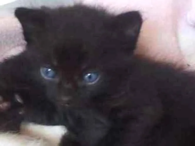 Gato ra a Vira lata idade 2 a 6 meses nome Ñ tem nomes ainda 