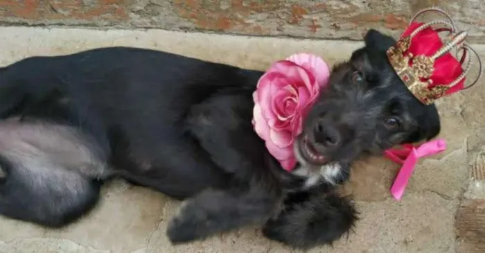 Cachorro ra a SRD idade 2 a 6 meses nome Pérola