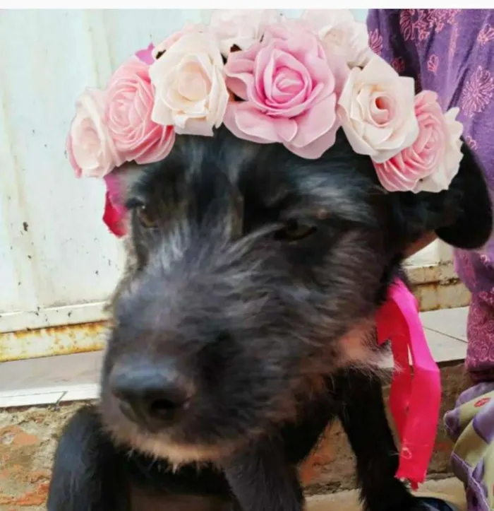 Cachorro ra a SRD idade 2 a 6 meses nome Pérola