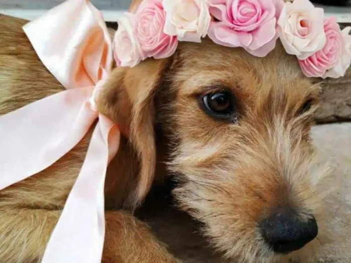 Cachorro ra a SRD idade 2 a 6 meses nome Jaspe