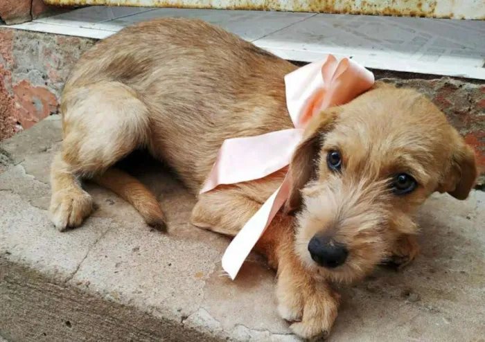 Cachorro ra a SRD idade 2 a 6 meses nome Jaspe