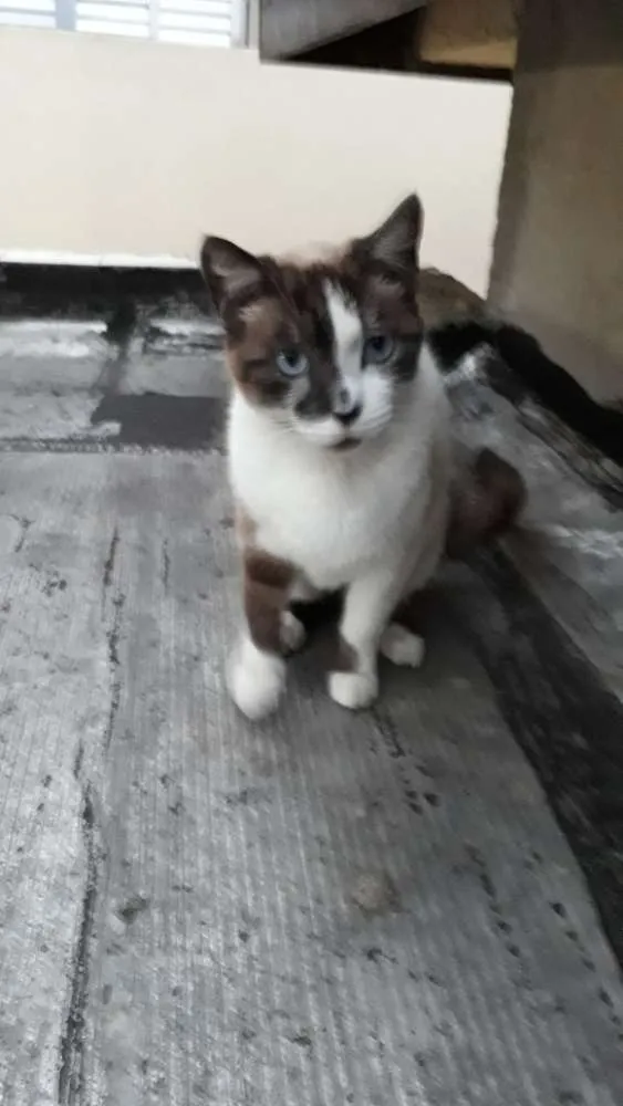 Gato ra a mestiça siamês idade 2 anos nome BRIDA