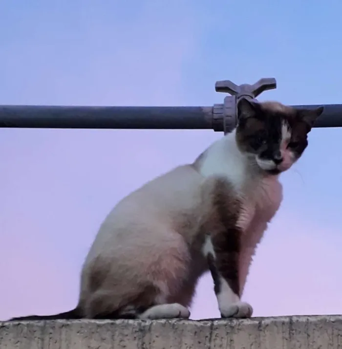 Gato ra a mestiça siamês idade 2 anos nome BRIDA