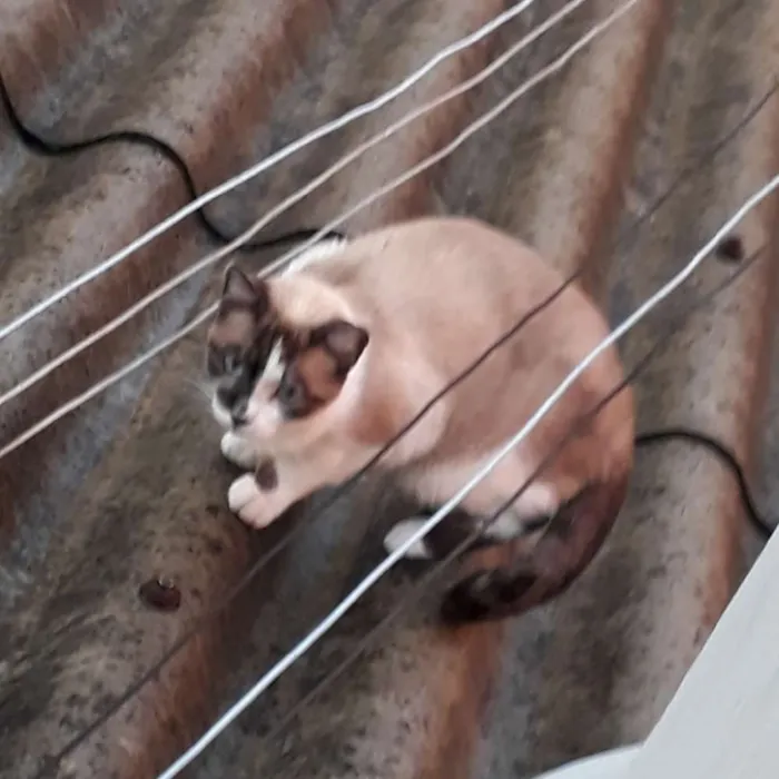 Gato ra a mestiça siamês idade 2 anos nome BRIDA