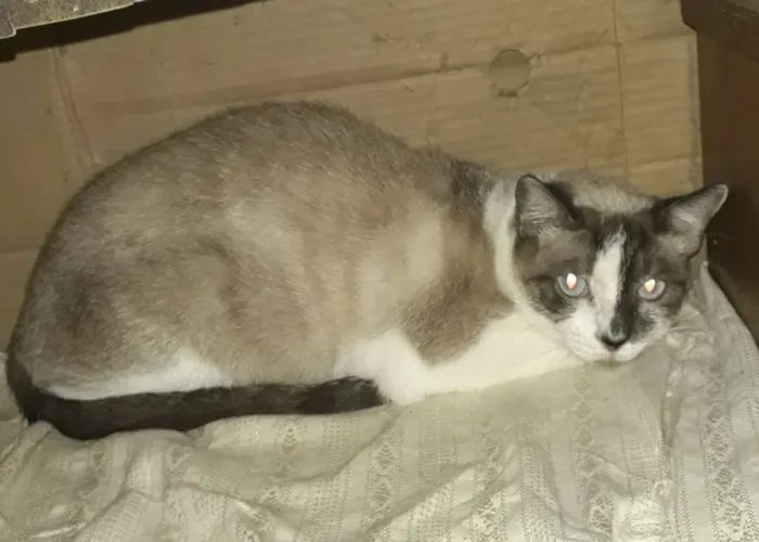 Gato ra a mestiça siamês idade 2 anos nome BRIDA