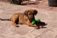 Arya