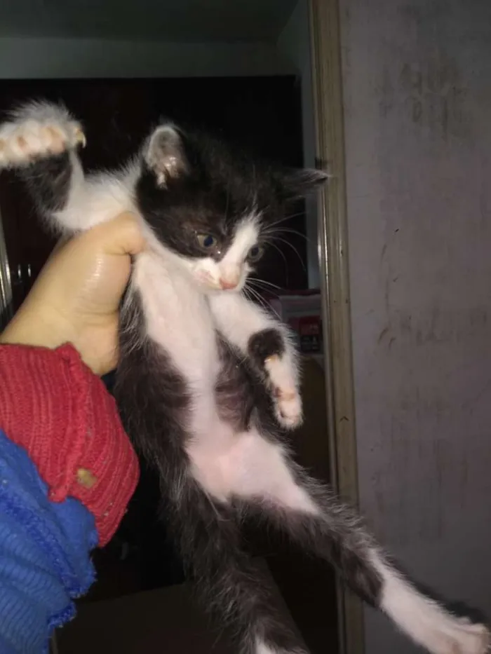 Gato ra a Mista idade Abaixo de 2 meses nome Sem nome