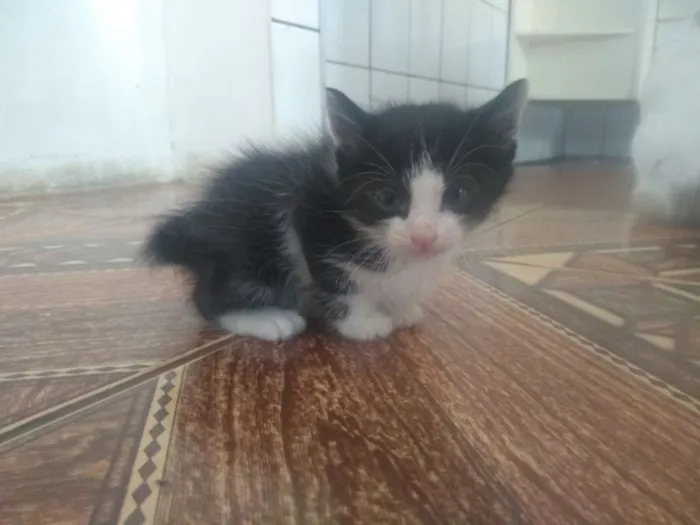 Gato ra a Mista idade Abaixo de 2 meses nome Sem nome