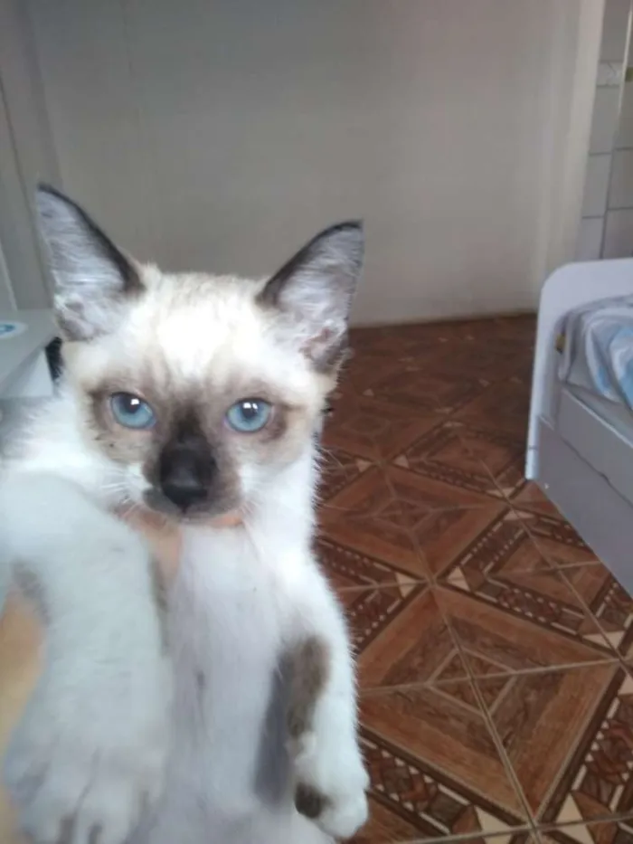 Gato ra a Mista idade Abaixo de 2 meses nome Sem nome