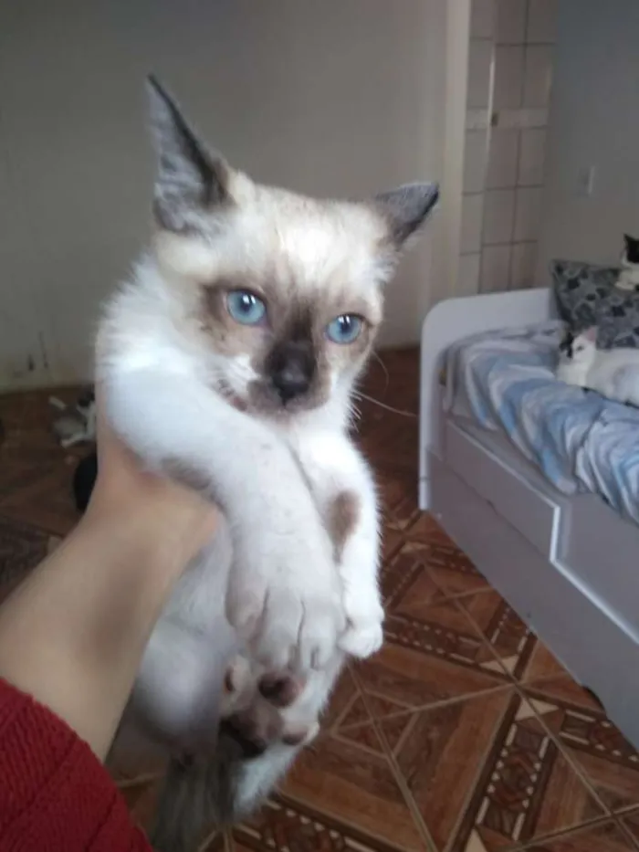 Gato ra a Mista idade Abaixo de 2 meses nome Sem nome