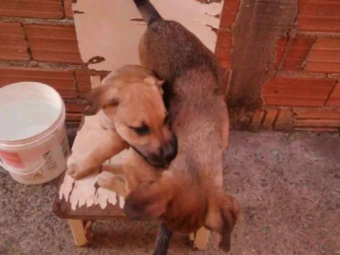 Cachorro ra a Sem raça definida idade 2 a 6 meses nome Madruguinha e Gordin