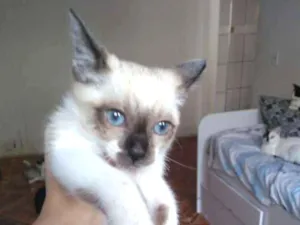 Gato raça Mista idade Abaixo de 2 meses nome Sem nome