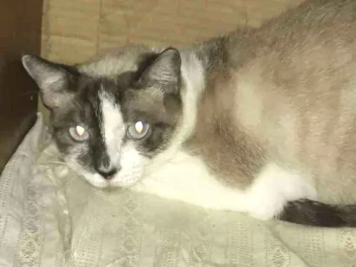 Gato ra a mestiça siamês idade 2 anos nome BRIDA