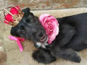 Cachorro raça SRD idade 2 a 6 meses nome Pérola