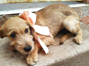 Cachorro raça SRD idade 2 a 6 meses nome Jaspe