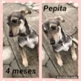 Pepita