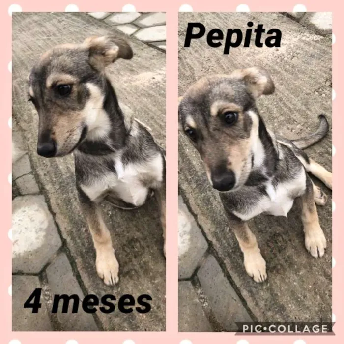 Cachorro ra a srd idade 2 a 6 meses nome Pepita
