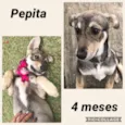 Pepita