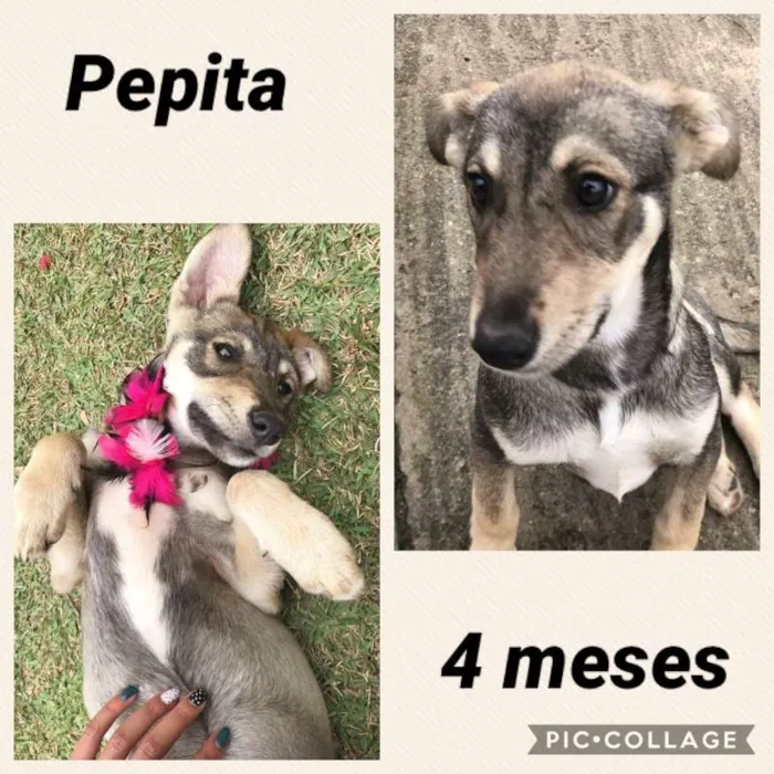 Cachorro ra a srd idade 2 a 6 meses nome Pepita