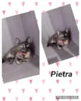 Pietra