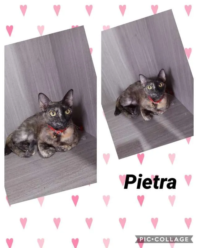 Gato ra a srd idade 7 a 11 meses nome Pietra