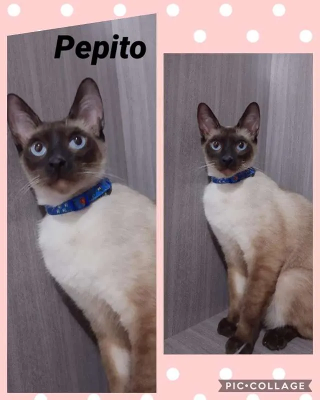 Gato ra a srd idade 7 a 11 meses nome Pepito 