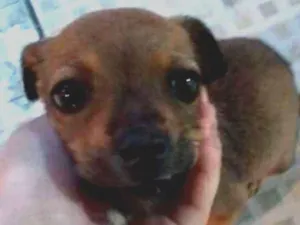 Cachorro raça Vira Lata idade 2 a 6 meses nome Mel
