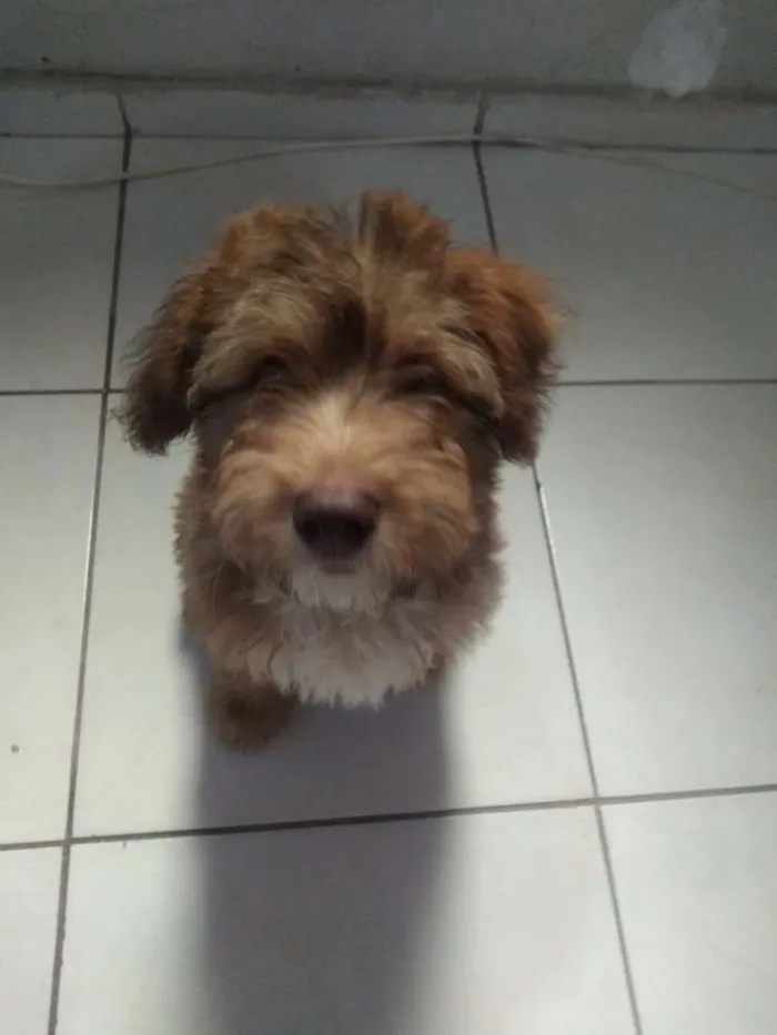 Cachorro ra a Poodle idade 2 a 6 meses nome Caramelo