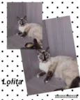 Gato raça SRD idade 7 a 11 meses nome LOLITA