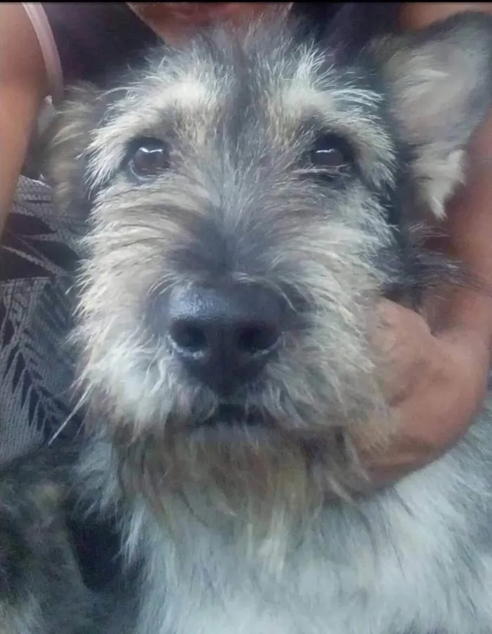 Cachorro ra a Vira lata idade 2 anos nome Bolt