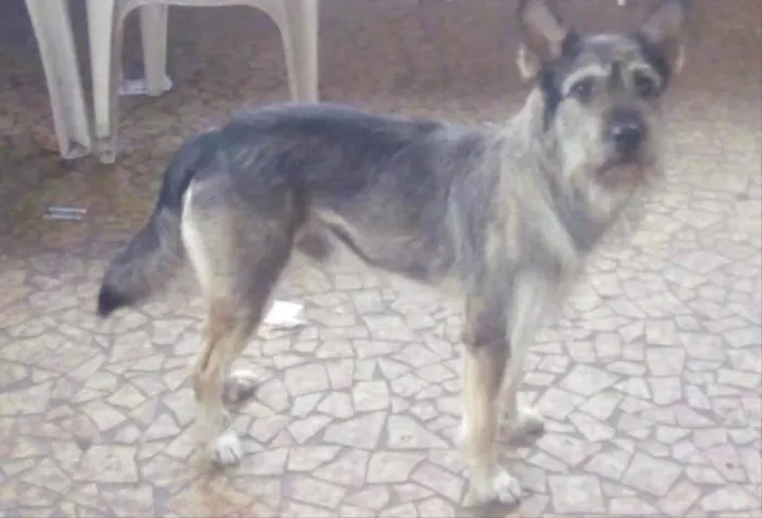 Cachorro ra a Vira lata idade 2 anos nome Bolt