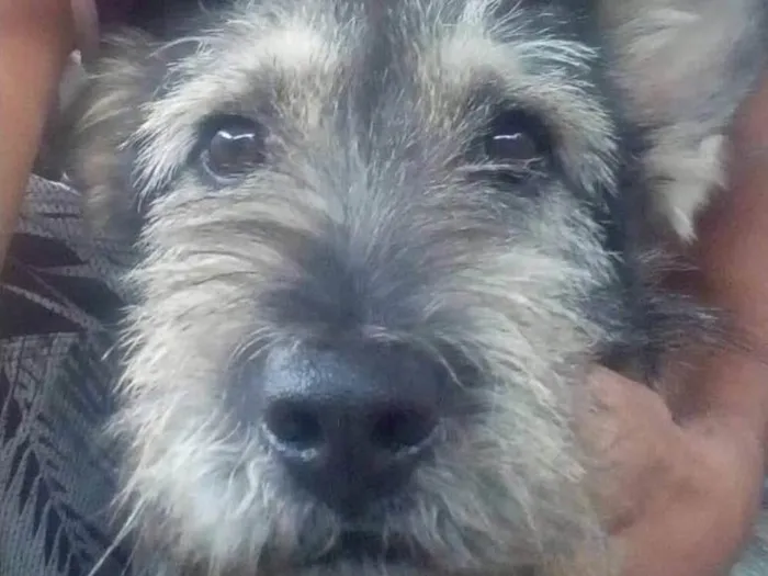 Cachorro ra a Vira lata idade 2 anos nome Bolt