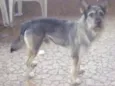 Bolt