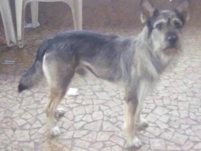 Cachorro ra a Vira lata idade 2 anos nome Bolt