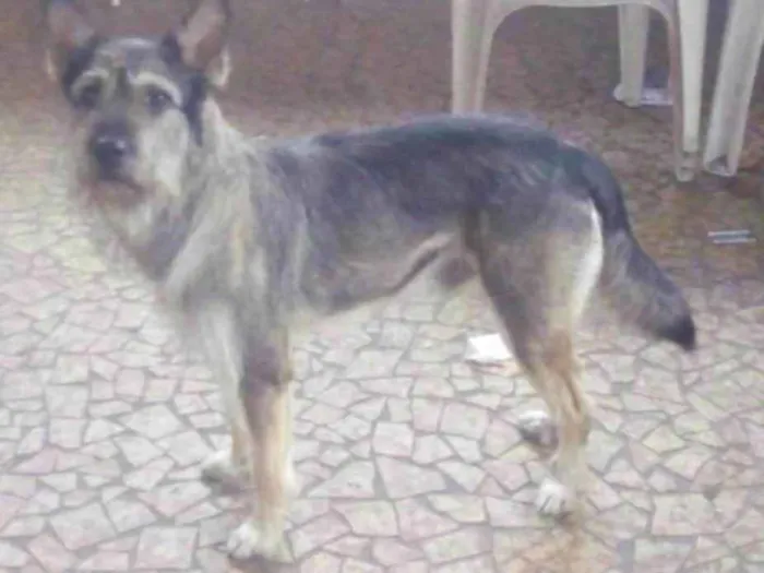 Cachorro ra a Vira lata idade 2 anos nome Bolt