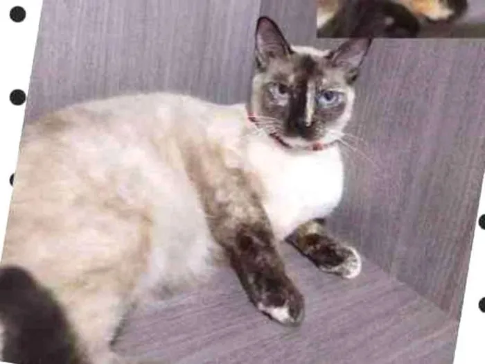 Gato raça SRD idade 7 a 11 meses nome LOLITA