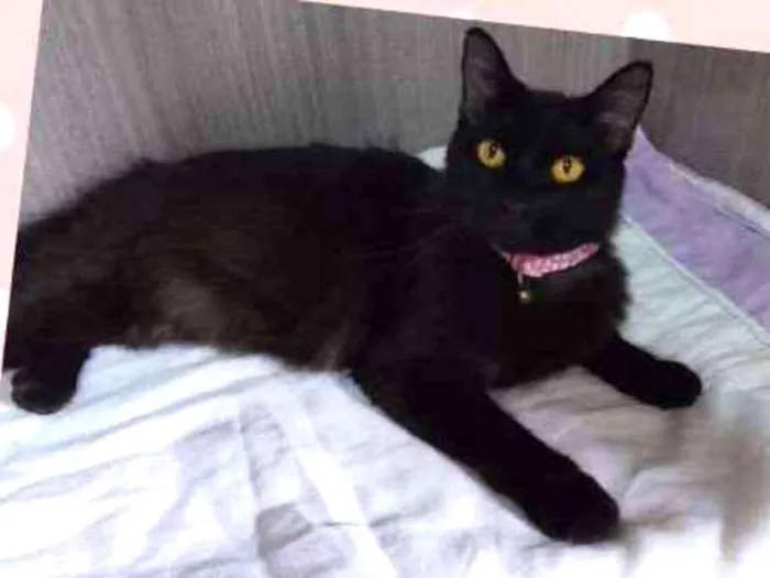 Gato ra a srd idade 7 a 11 meses nome Safira
