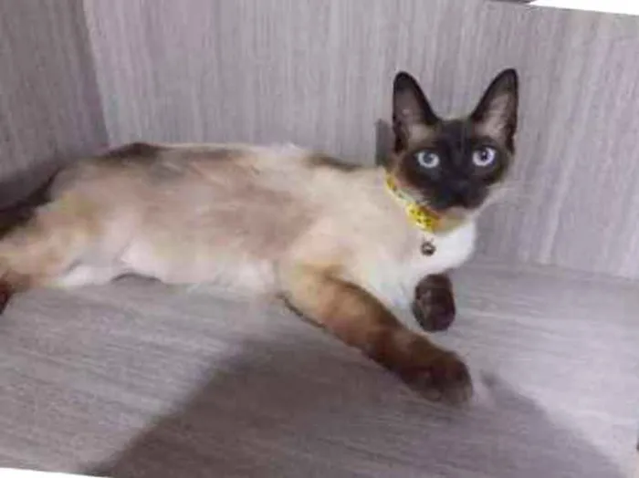 Gato ra a srd idade 7 a 11 meses nome DALILA