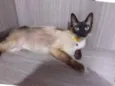 DALILA