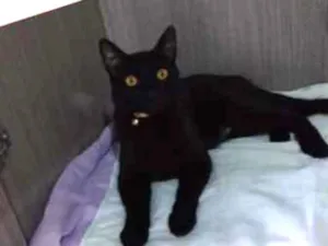 Gato raça SRD idade 7 a 11 meses nome TROVÃO