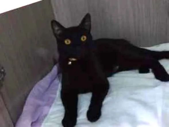 Gato ra a SRD idade 7 a 11 meses nome TROVÃO
