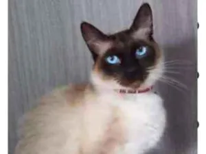 Gato raça srd idade 7 a 11 meses nome FRED
