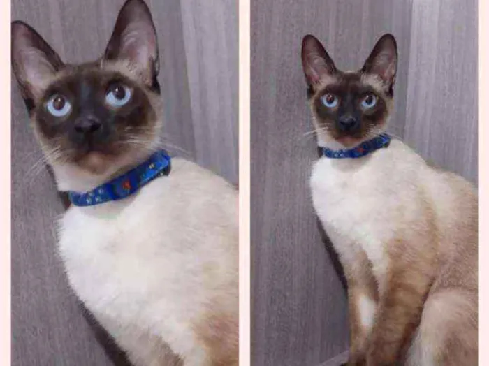 Gato ra a srd idade 7 a 11 meses nome Pepito 