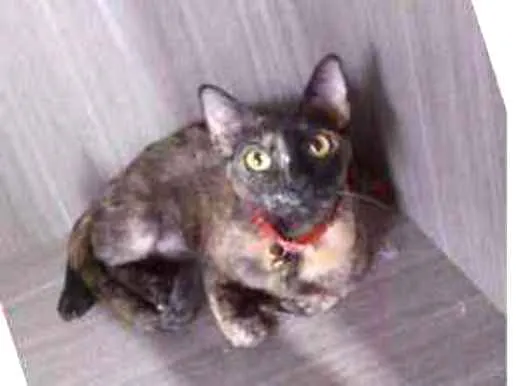 Gato ra a srd idade 7 a 11 meses nome Pietra