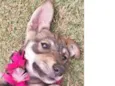 Pepita